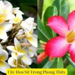 a Cây Hoa Sứ Trong Phong Thủy