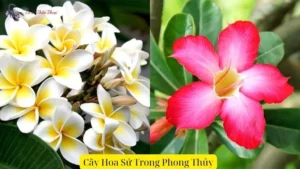 Lợi Ích Của Việc Trồng Cây Hoa Sứ Trong Phong Thủy Gia Đình