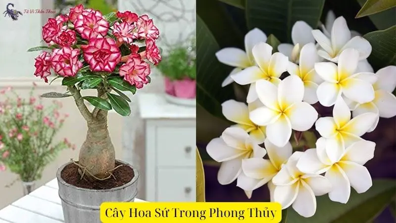 a Cây Hoa Sứ Trong Phong Thủy